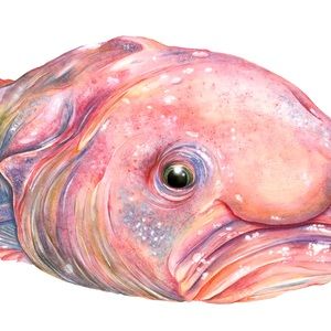 Blob fish